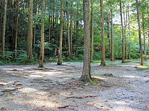砂小屋キャンプ場周辺の森林