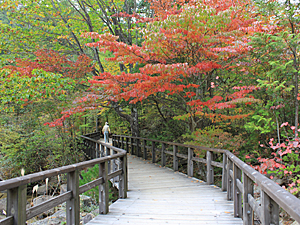 Akasawa Natural Recreational Forest
