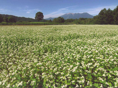 Buckwheat Flower(Kaida Plateau)