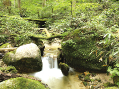 Mizukisawa Native Forests