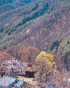 Weeping cherry tree of Tanoue Kannon-doh(Natural treasure of Kiso village)