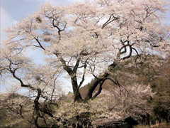Cherry blossom tree of Suge no Jyuo-doh