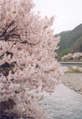 Row of cherry blossom trees of Miyanokoshi post station