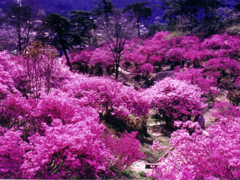 Rhododendron in Tenpaku park （Late April）