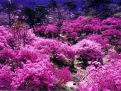 Rhododendron in Tenpaku park (Late April)