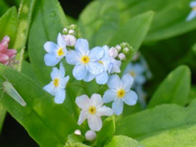 4. Forget-me-not 