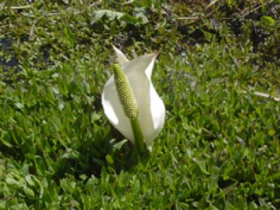 5. Lysichiton camtschatcense