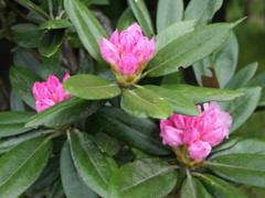 Okuwa village flower, Rhododendron subgenus Hymenanthes