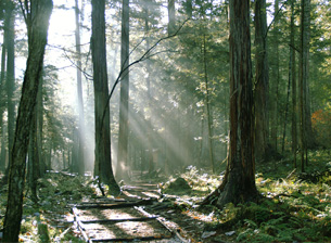 Akazawa Shizen Kyuyou Park (Forest therapy base)