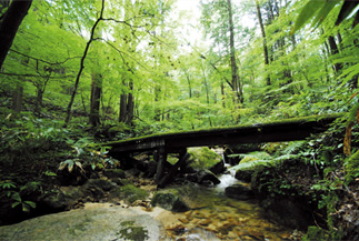 Mizukisawa Native Forests
