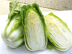 Ontake chinese cabbage
