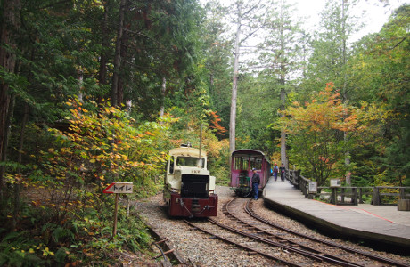 Akasawa Forest