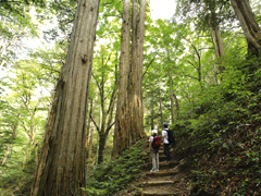 Mizukisawa Native Forests