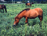 Kaida Plateau
