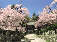 Cherry blossom tree of Tokuonji