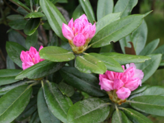 Okuwa village flower, Rhododendron subgenus Hymenanthes