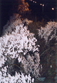 徳音寺の桜
