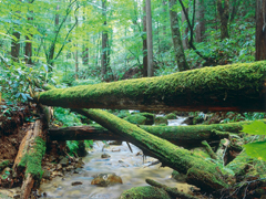 미즈키자와 천연림(水木沢天然林)