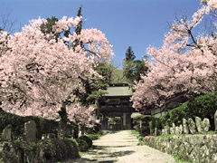 木曾町日义的徳音寺的樱花