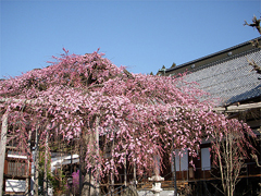 木曾町福島的兴禅寺的樱花