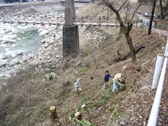 桃介橋周辺の植樹作業